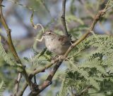 Botteris Sparrow