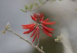 Southwestern Coralbean