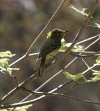 Cordilleran Flycatcher