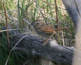 Lincolns Sparrow