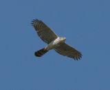 Coopers Hawk