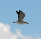 Lesser Black-backed Gull