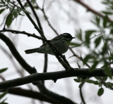 Black-throated Gray Warbler