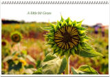 ¦V¶§¹A³õ  Sunflower's Talk