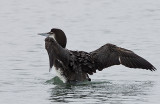 Common Loon,nonbreeding does wing stretch