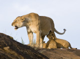 Lioness guards and suckles her young