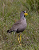 African Wattled Plover