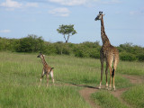 Giraffe with two week old baby