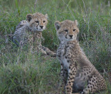 Cheetah cubs on alert