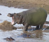 Hippo yawns