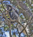 Guereza Colobus Monkey