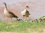 Egyptian Geese and chicks