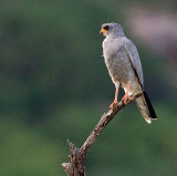 Dark Chaning Goshawk