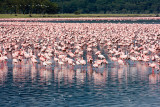 Lesser Flamingos on Lake Nakuro