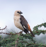 White-headed Buffalo Weaver