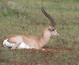 Grants Gazelle