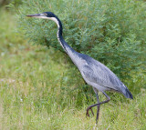 4,Black-headed Heron walk