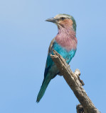 Lilac-breasted Roller