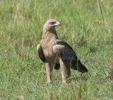 Tawny Eagle