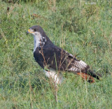 Augar Buzzard