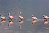 Lesser Flamingos