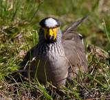 African Wattled Plover on the nest