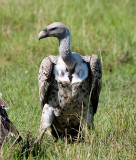 Griffon Vultures