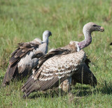 Griffon Vultures