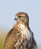 Red-tailed Hawk looks