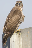 Red-tailed Hawk looks at photographer