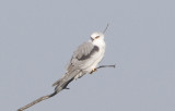 White-tailed  Kite