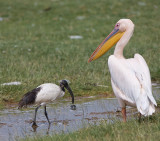 Sacred Ibis with African Great White Pelican