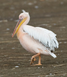 African Great White Pelican