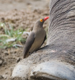 Red-billed Oxpecker on foot of Rhino
