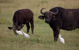 Cattle Egret with Cape Buffalo