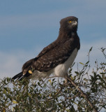 Black-chested Snake Eagle