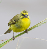 Yellow-fronted Canary