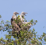 African White-backed Vultures