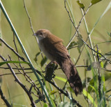 Broad-tailed Warbler