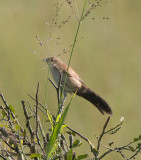 Broad-tailed Warbler