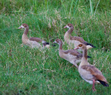 Egyptian Geese