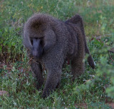 Baboon walking