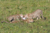3 brothers eating the kill they got after driving Cheetah mom and babies away