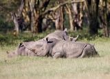 Rhinos at rest