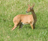 Reedbuck