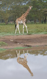 Giraffe with reflection in water