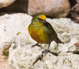 Olive-backed Euphonia