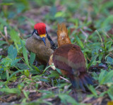 Black-cheeked Woodpecker with Avocato and Chestnut colored Woodpecker