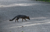 Grey Fox