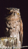 Northern Potoo with different eye pupil dilatation